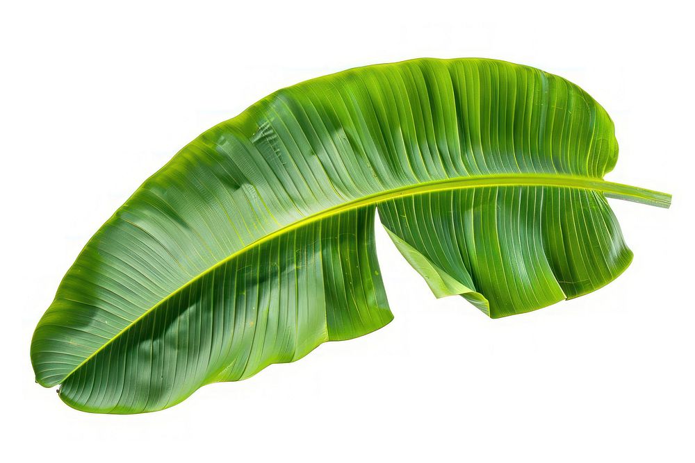 Banana leaf plant element botanical.