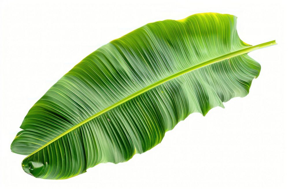 Banana leaf plant isolated photography.