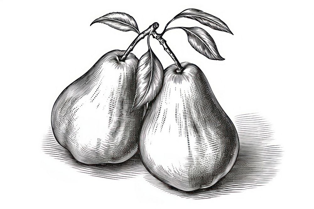 Pears pear drawing sketch.