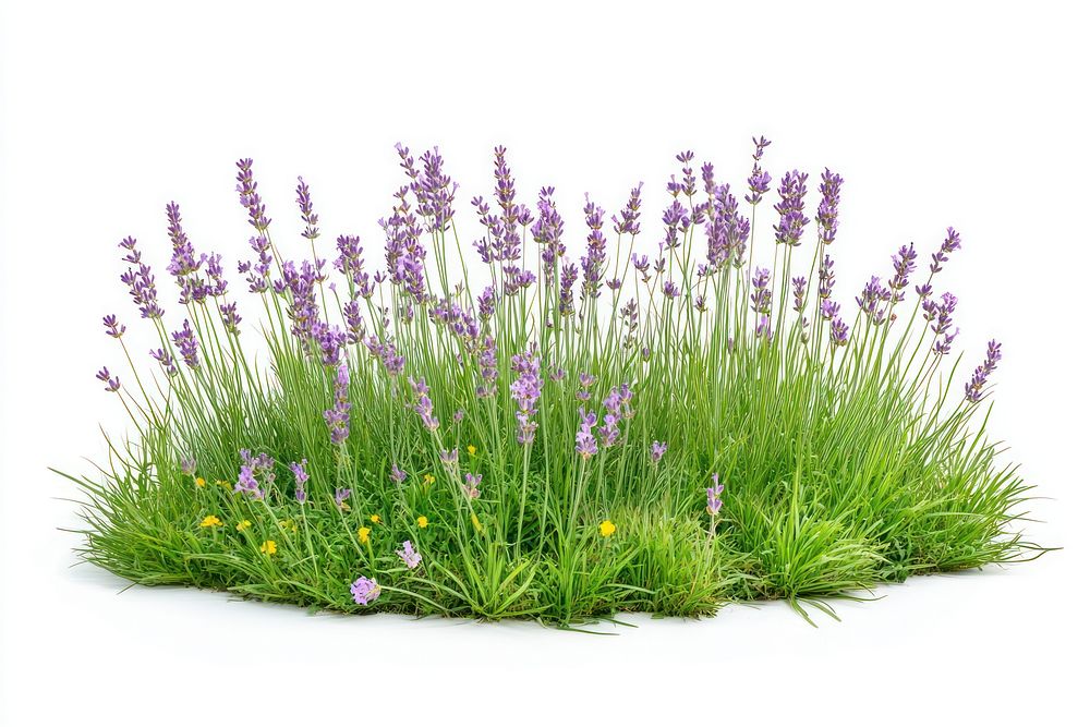 Lavender flowers grass plants.