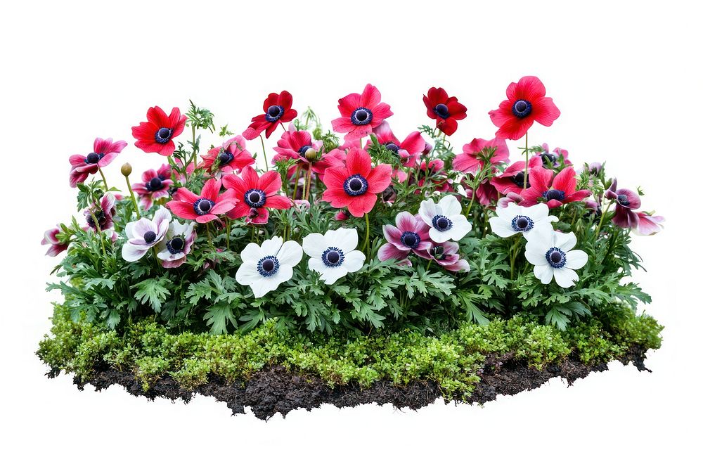 Anemone flower bed anemones garden nature.