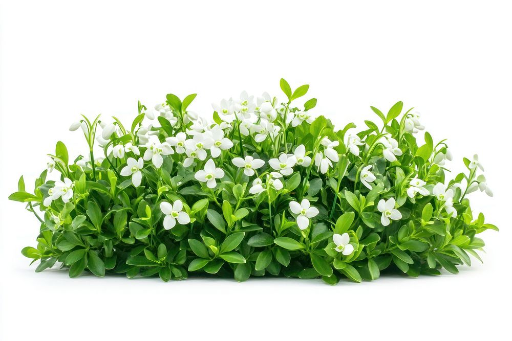 Snowdrop flowers bush background white arrangement.