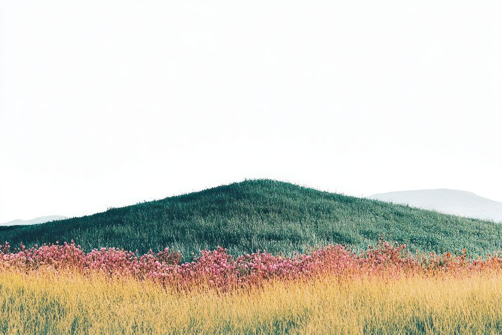 Summer flower bushes border landscape grass outdoors.