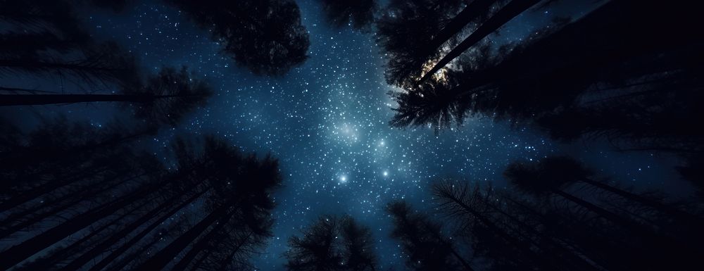 Night sky in the wood scenery nature stars.