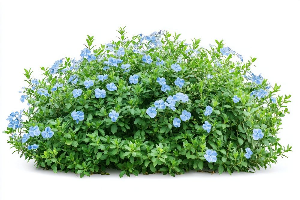 Light blue flower bushes flowers plant green.