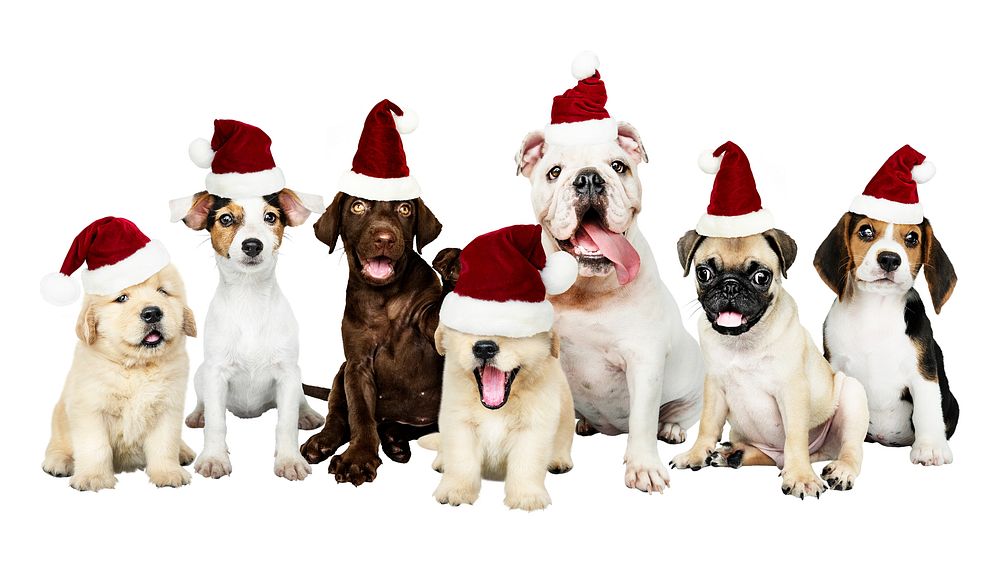 Adorable puppies in Santa hats. Seven cute puppies, each wearing a Santa hat. Festive puppies, holiday spirit, and Christmas…