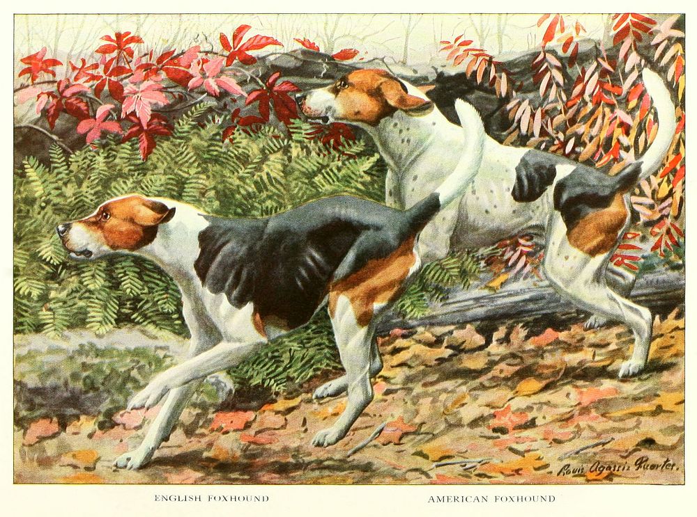 English Foxhound and American Foxhound from The book of dogs (1919) by Louis Agassiz Fuertes and Ernest Harold Baynes