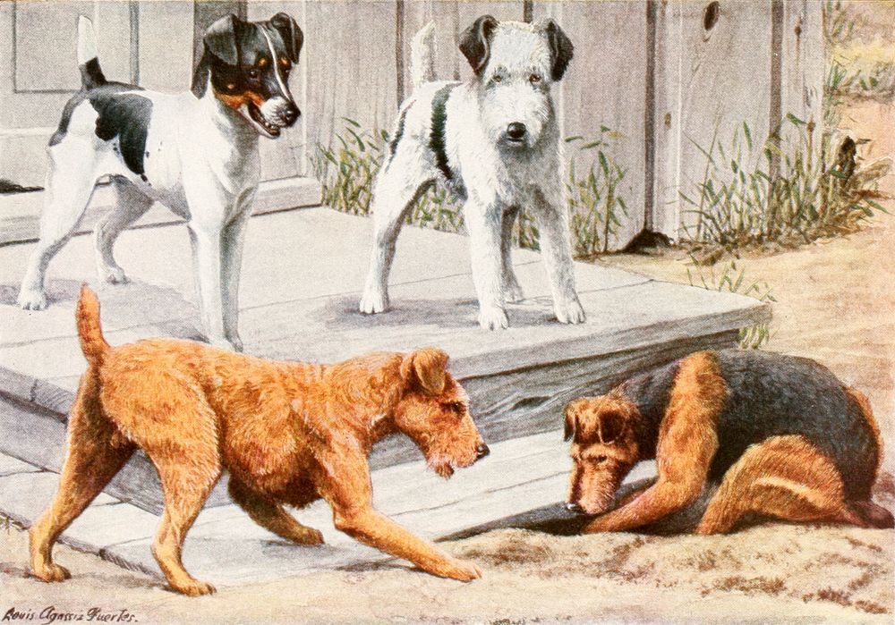 Smooth-coated Fox Terrier, Irish Terrier, Wire-haired Fox Terrier and Welsh Terrier from The book of dogs (1919) by Louis…