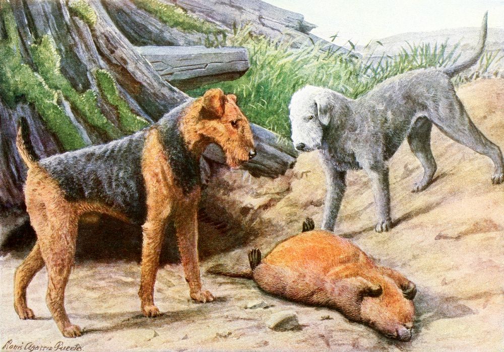 Airedale Terrier and Bedlington Terrier from The book of dogs (1919) by Louis Agassiz Fuertes and Ernest Harold Baynes…