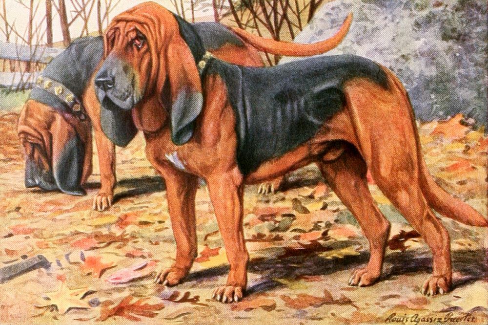 Bloodhound from The book of dogs (1919) by Louis Agassiz Fuertes and Ernest Harold Baynes Digitally enhanced by rawpixel.