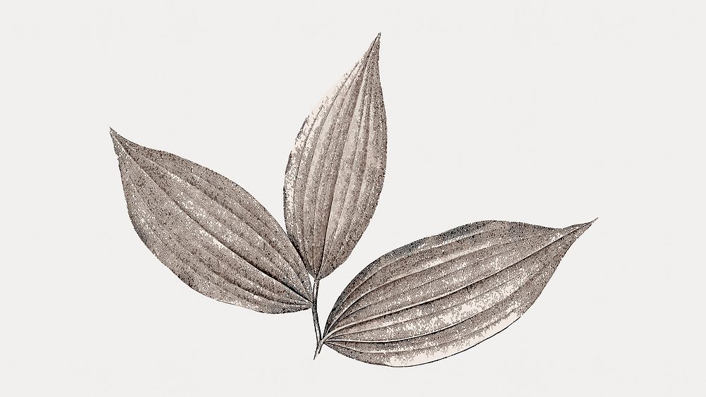 Vintage gray leaf, isolated vector element. Remixed by rawpixel.