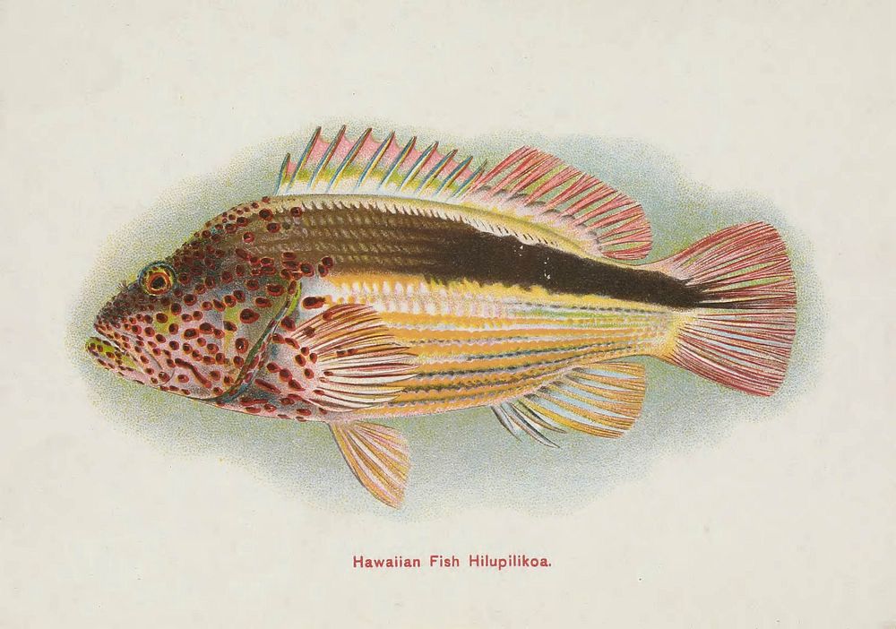 Hawaiian Fish Hilupilikoa (ca. 1905-1940) by David Starr Jordan illustrated by Albertus Hutchinson and Charles Bradford.