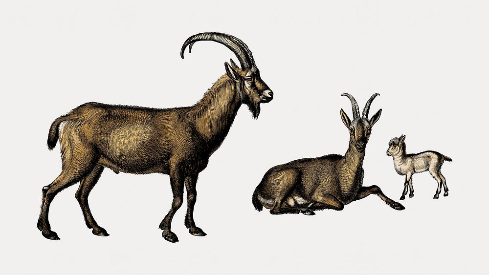 Vintage wild goat animal, remix from artworks by Charles Dessalines D'orbigny vector. Remixed by rawpixel.