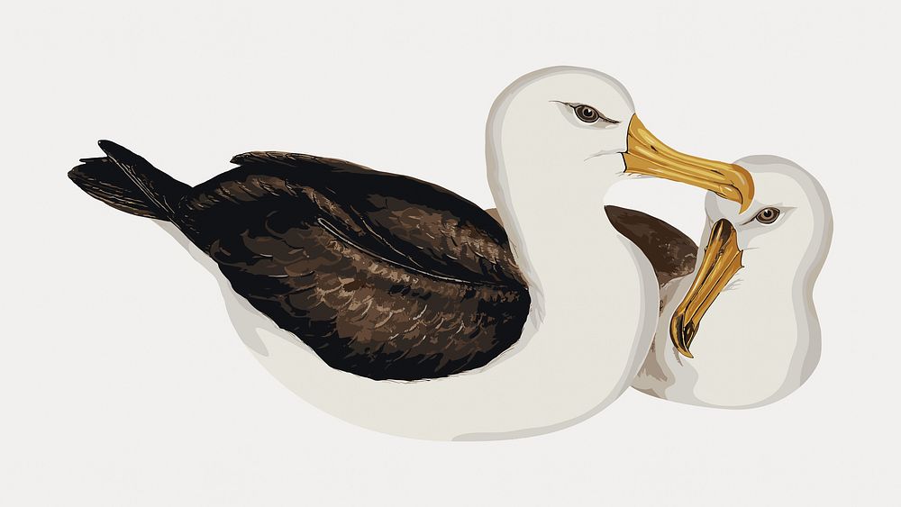 Black-eye browed albatross bird sticker, isolated vector element. Remixed by rawpixel.