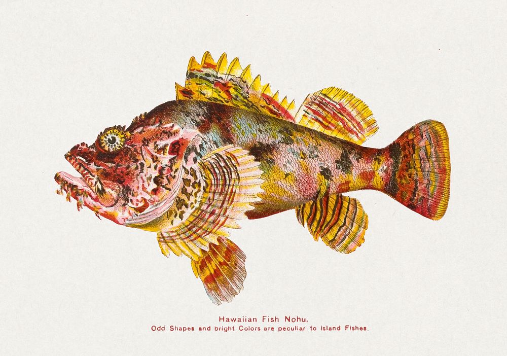 Hawaiian Fish Nohu (ca. 1905-1940) by David Starr Jordan illustrated by Albertus Hutchinson and Charles Bradford.