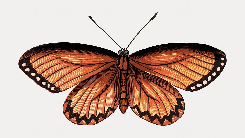 Acraea Vesta butterfly vintage illustration, vintage vector element. Remixed by rawpixel.