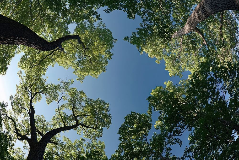 The canopy from below nature forest green.