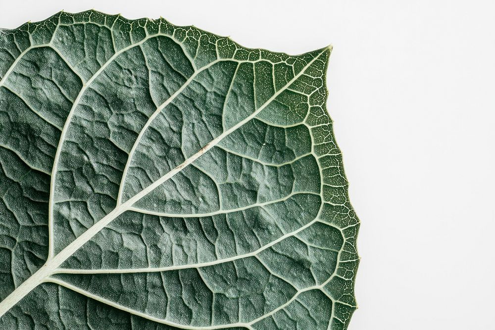 Green leaf detail photography botanical.