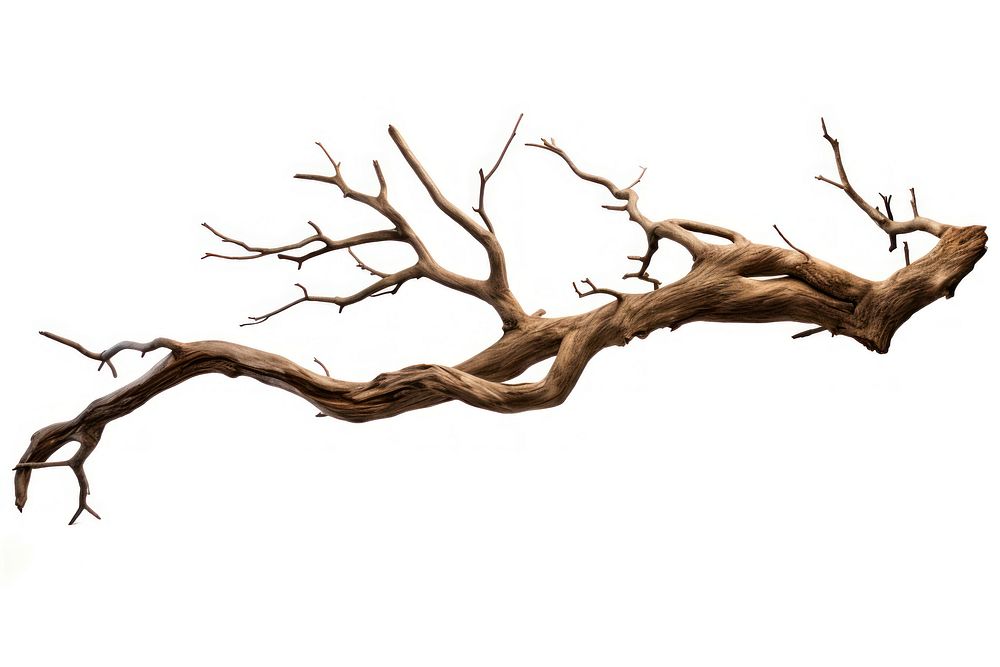 Dry branch tree background isolated.