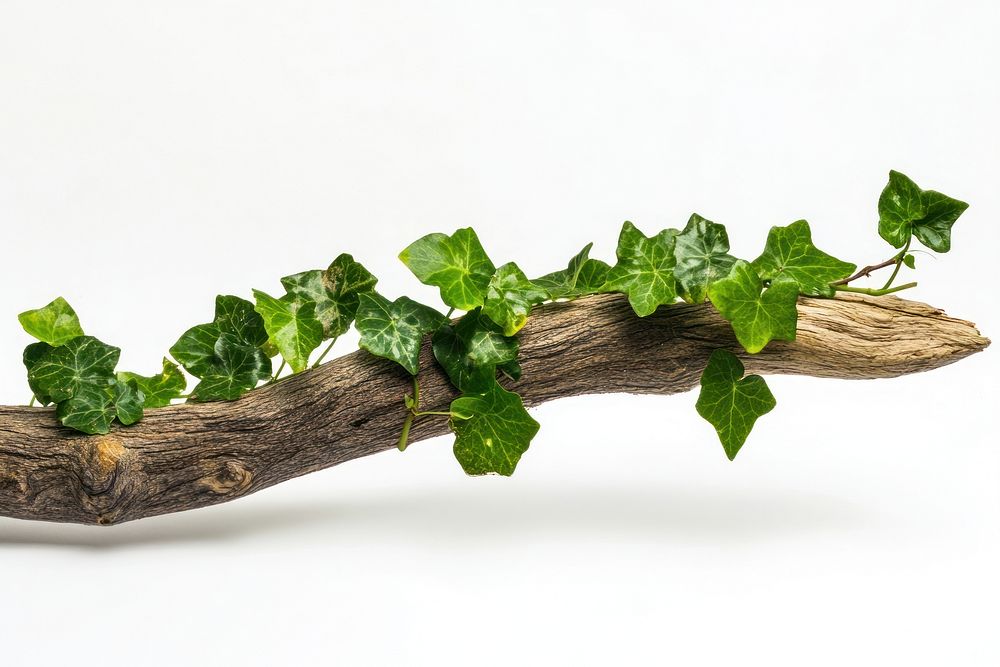 Weave of ivy on piece of wood leaf botanical interior.