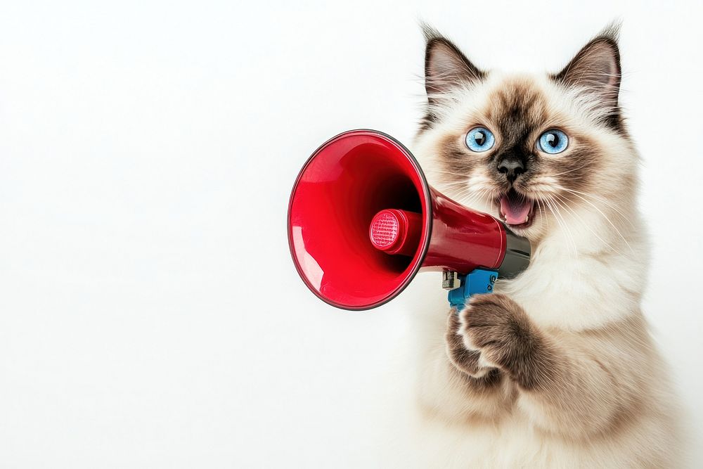 A Ragdoll cat holding a megaphone photo photography animal.