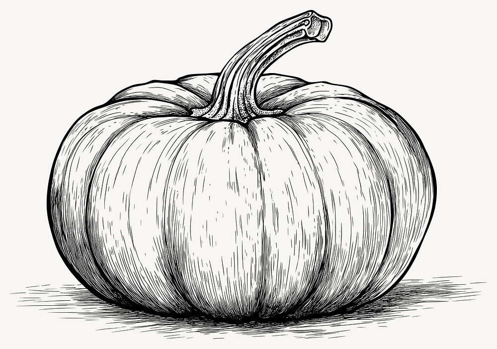 Pumpkin art drawing sketch vector