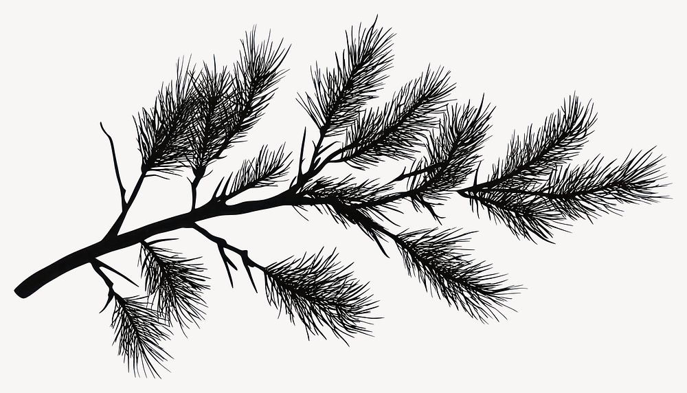 Branch silhouette pine illustration black white vector