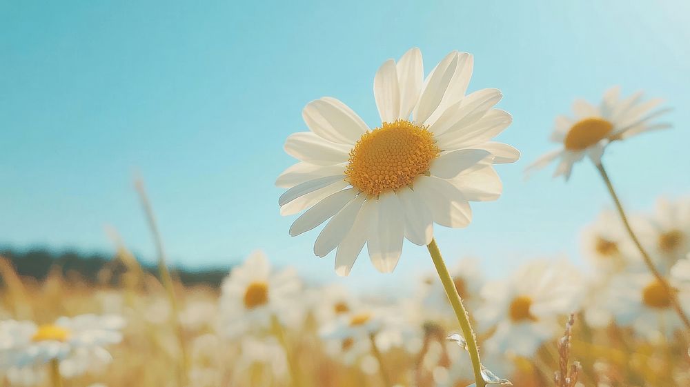 White daisy flower sky outdoors nature.