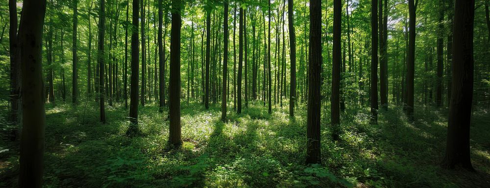 Photo of the forest sunlight nature green.