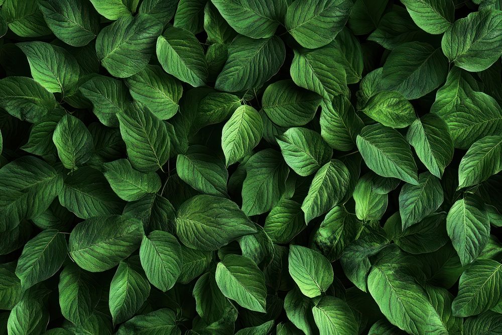 Nature-inspired aesthetic leaves green leaf.