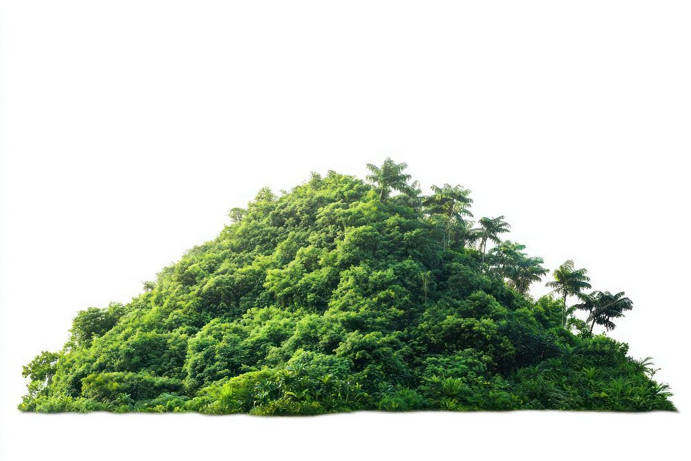 Tropical green bushes mountain vegetation tropical isolated.