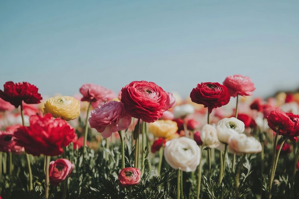 Carlsbad Flower Fields flowers ranunculus outdoors.