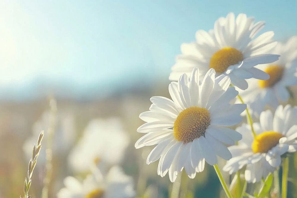 Daisies flowers daisy outdoors.