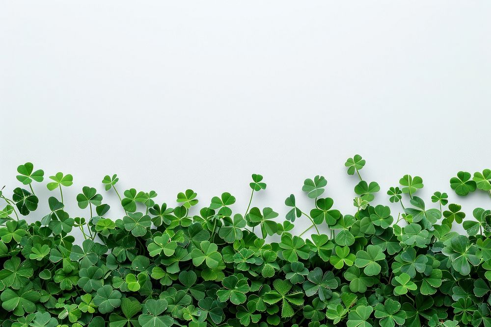 Clover leaves leaf green vegetation.