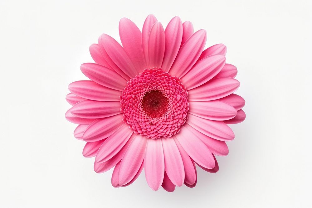 Beautiful pink gerbera flower petals daisy.