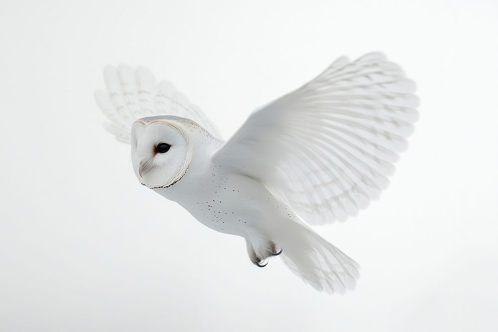 Barn owl flying white bird barn.