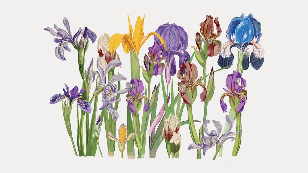 Purple iris flower element illustration isolated on white, vector. Remixed by rawpixel.