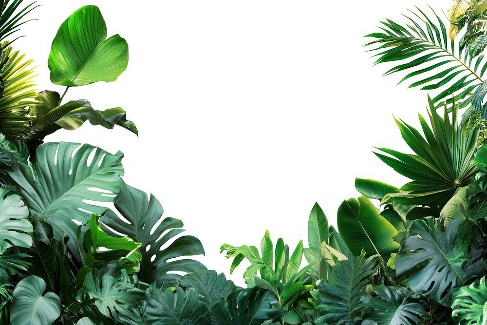 Tropical Jungle borders jungle background | Free Photo - rawpixel