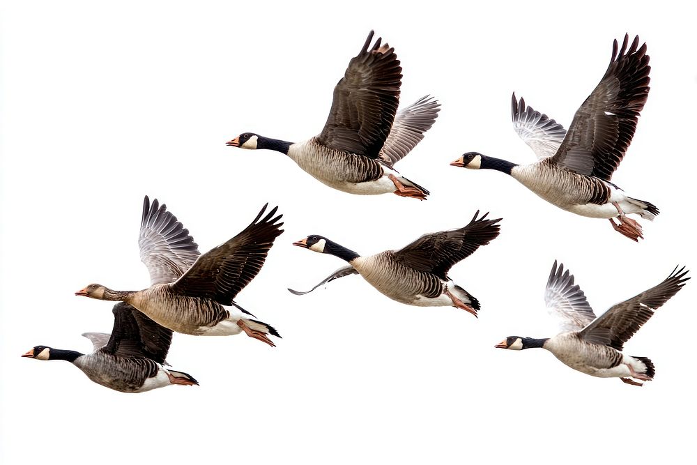 Detail+formate Nature Images | Free Photos, PNG Stickers, Wallpapers ...