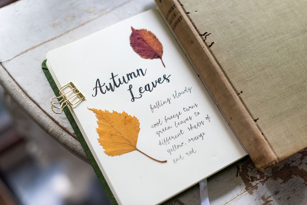 Autumn Themed Leaves Images | Free Photos, PNG Stickers, Wallpapers ...