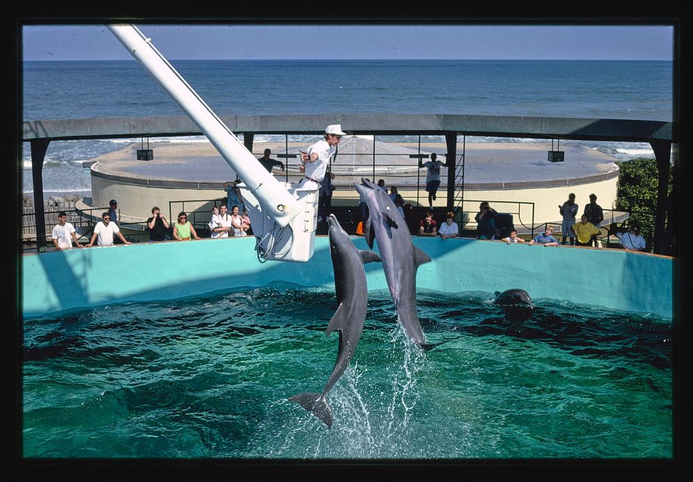 Marineland, Florida (1990) photography in high resolution by John Margolies. Original from the Library of Congress. 