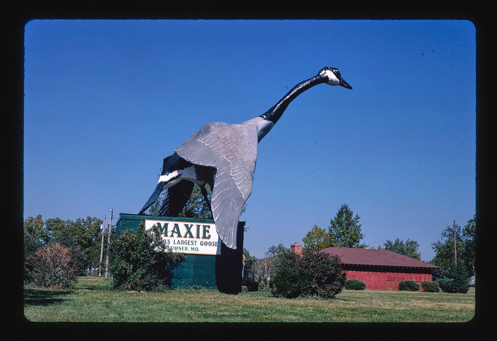 Maxie-world's largest goose, Sumner, Missouri (1988) photography in high resolution by John Margolies. Original from the…
