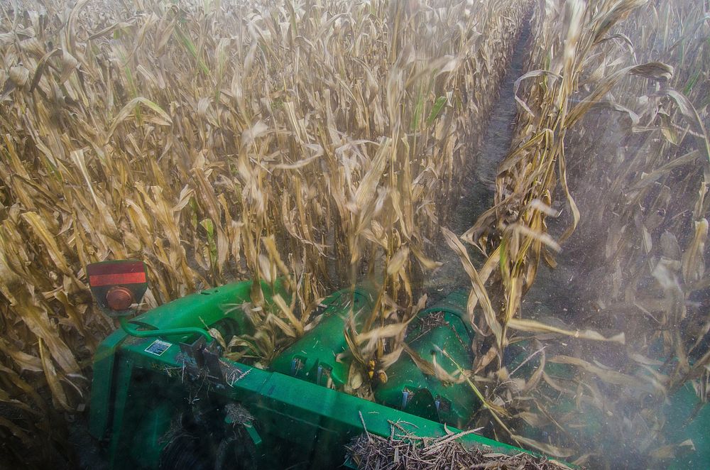 The view out of the operators cab of a corn harvester as corn stalks are cut and the kernels and cornstalks separated during…