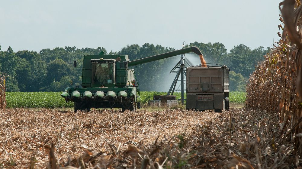John N. Mills, Jr. operates his six-row corn harvester during the feed corn harvest at the John N. Mills & Sons farm; a…