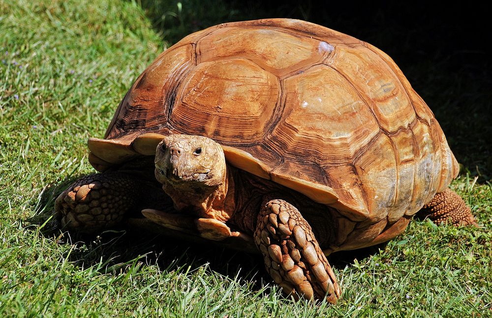 Big turtle on green grass. Original public domain image from Flickr