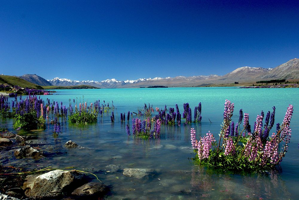 Russell Lupins in Lake Tekapo, New Zealand. Original public domain image from Flickr