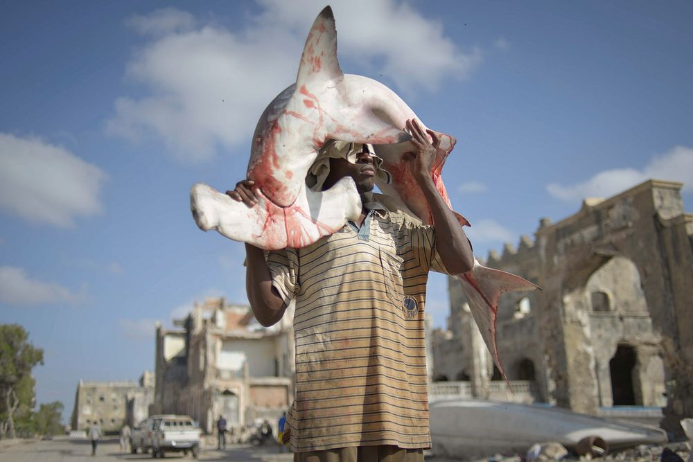 A fisherman carries a hamerhead market from Mogadishu's old port to the fish market on December 21 in Somalia. AU UN IST…