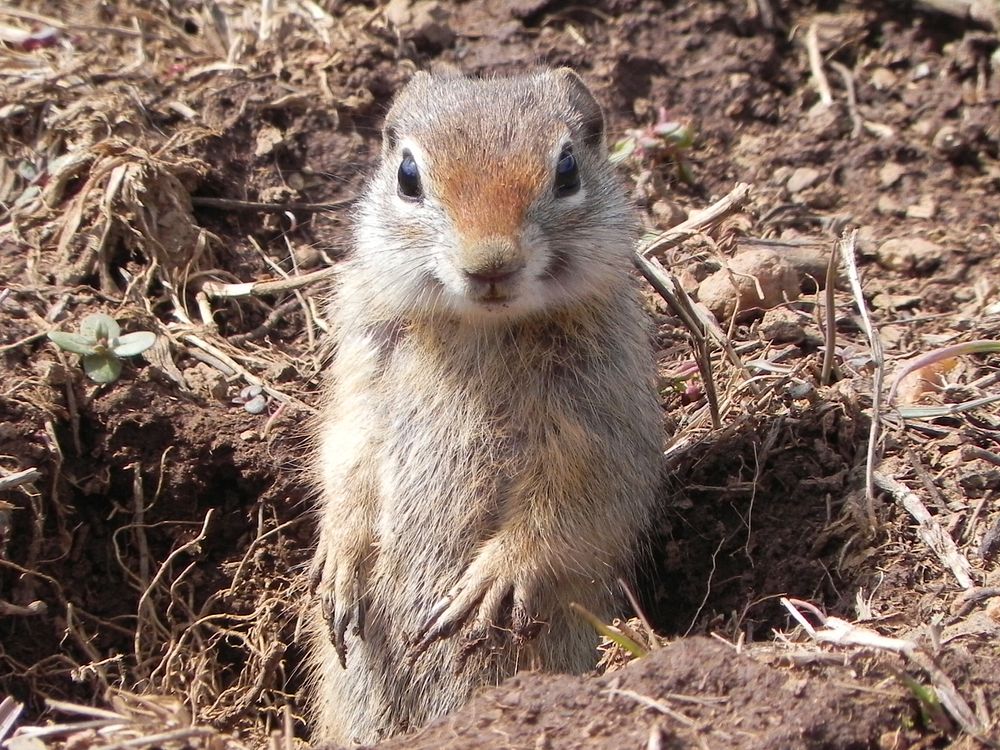 The Northern Idaho Ground Squirrel pictured here in Mud Creek, Payette National Forest, Idaho on April 30, 2011, is found…