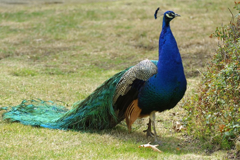 Beautiful Peacock walking on grass. Original public domain image from Flickr