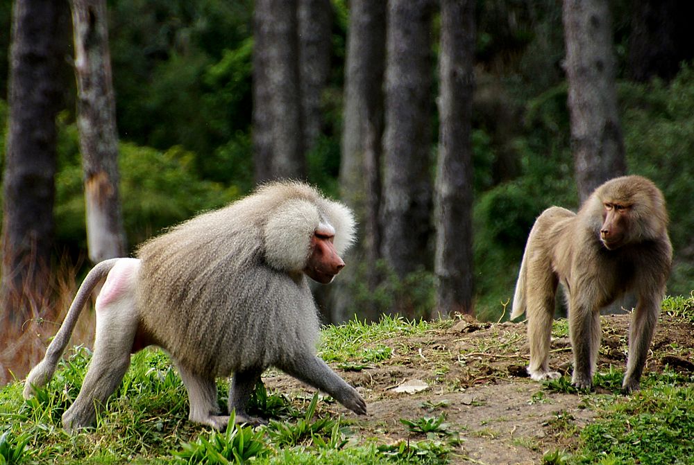 Baboons. Apart from humans, baboons are the most adaptable of the ground-dwelling primates and live in a wide variety of…
